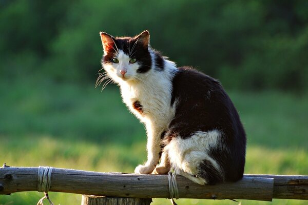 A village cat sits on a fence in summer