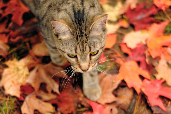 Photo autumn cat on the leaves