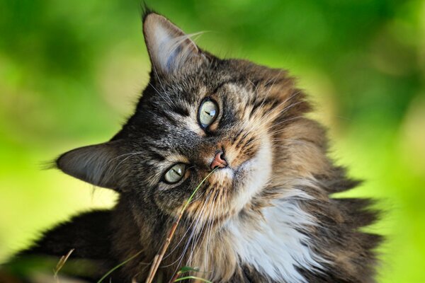 Funny cat with a summer mood