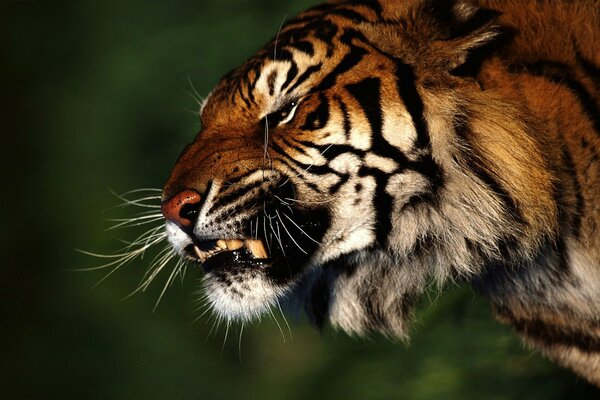 Tigre, ojo de tigre, depredador del bosque, tigre temible