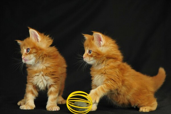 Photo de chatons jouant au ballon