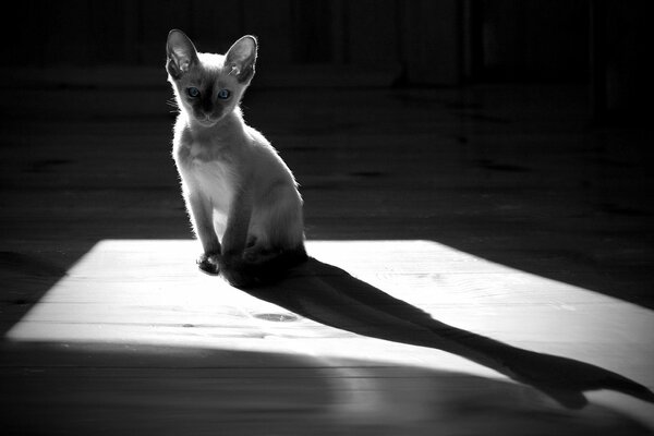 A cat sitting on the floor