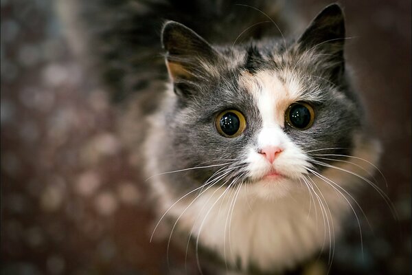 Gato peludo con mirada linda