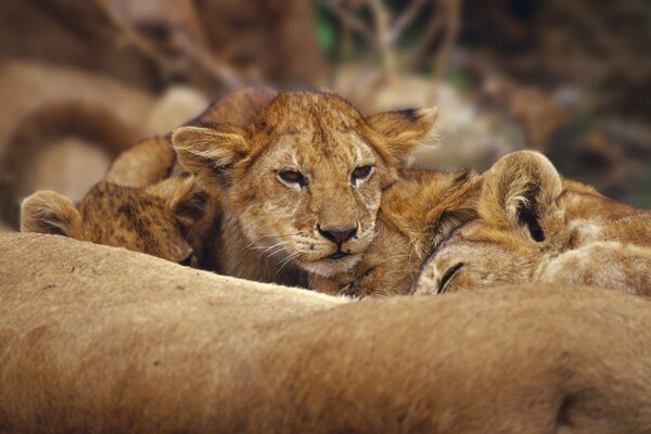 Little lion cubs are resting in nature