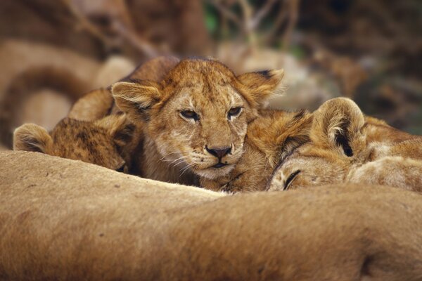 Les petits lionceaux se reposent dans la nature