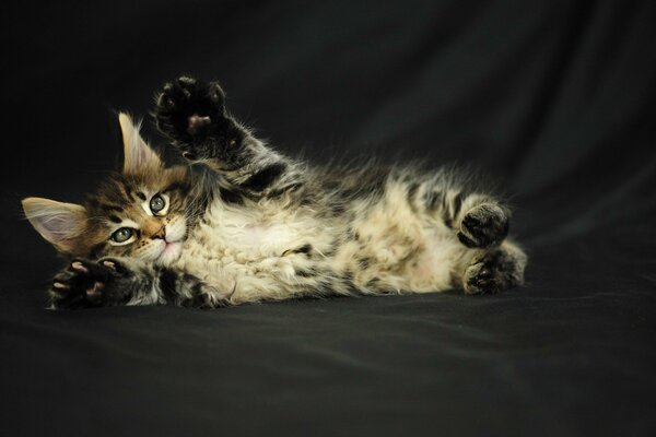 A gray fluffy kitten is lying and has raised its front paws