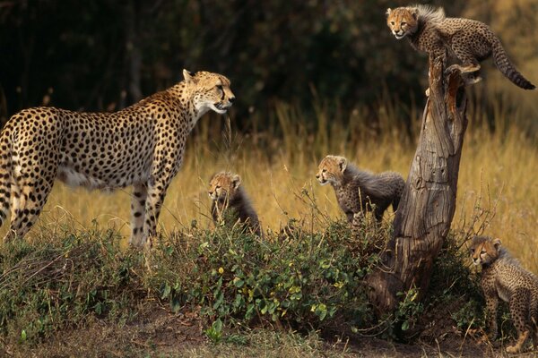 Famiglia di ghepardi in una passeggiata