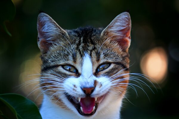 Gato, boca abierta, Miau