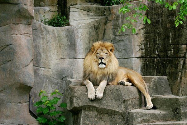 The king of all animals rests on a stone