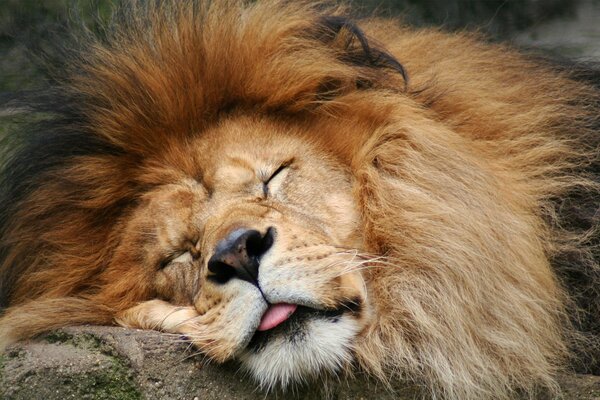 Le Lion endormi a tiré la langue, dormir dans la savane, le roi des bêtes dort doucement