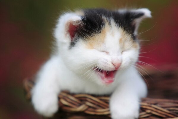 Photo a kitten in a basket screams