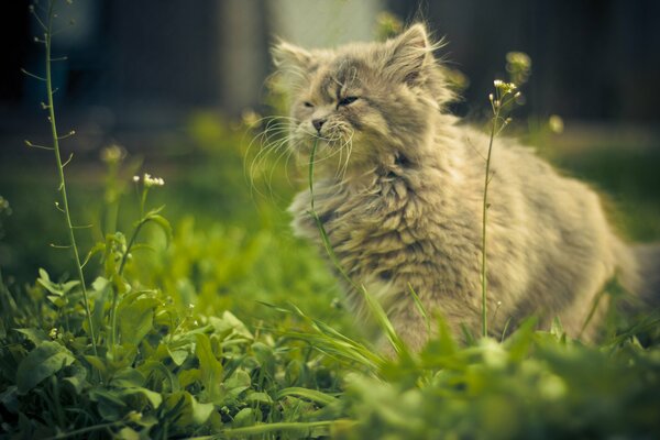 La sérénité d un chat en début de matinée