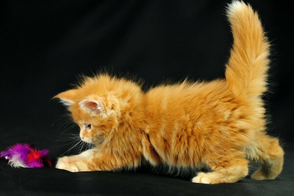 A little kitten is playing with a feather