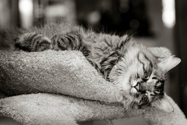 Gato peludo gris durmiendo en una colcha