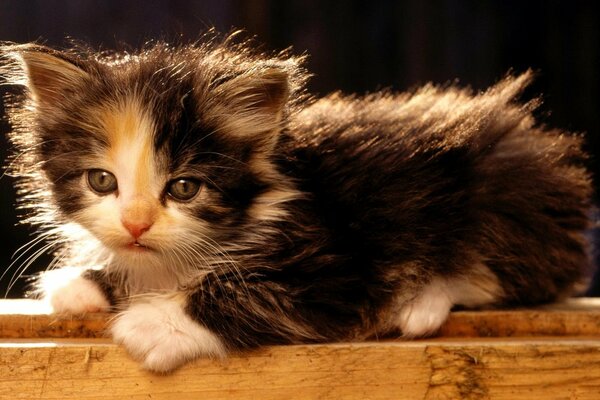 Fluffy cute cat is resting