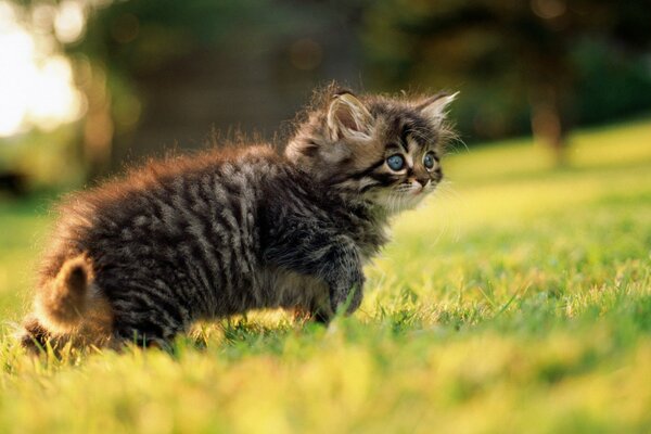 Gatito gris corre sobre la hierba