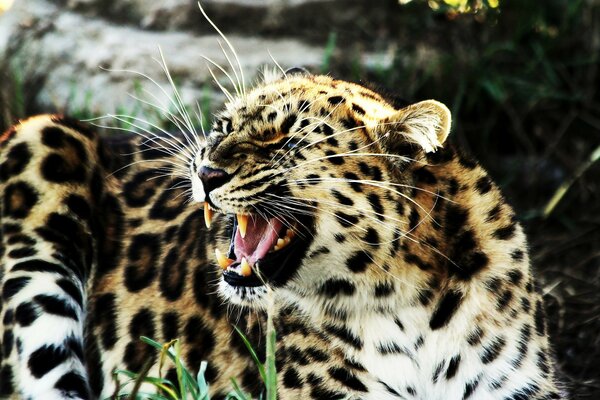 Ein knurrender Leopard liegt auf dem grünen Rasen