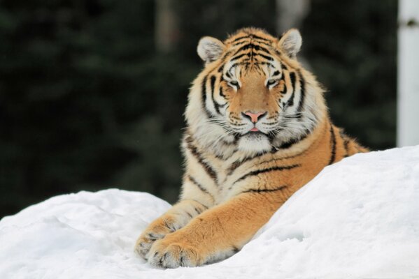 Tiger ruht im verschneiten Wald