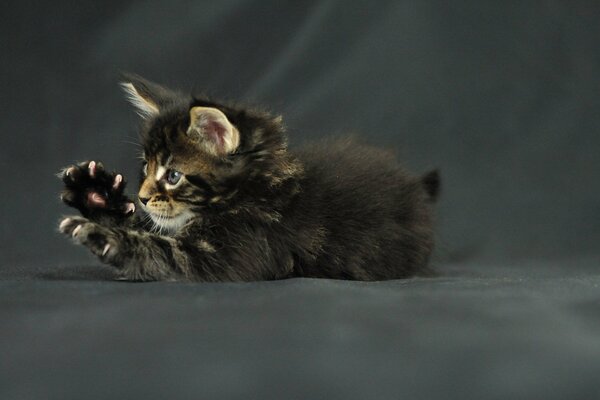 Gatito Maine Coon jugando