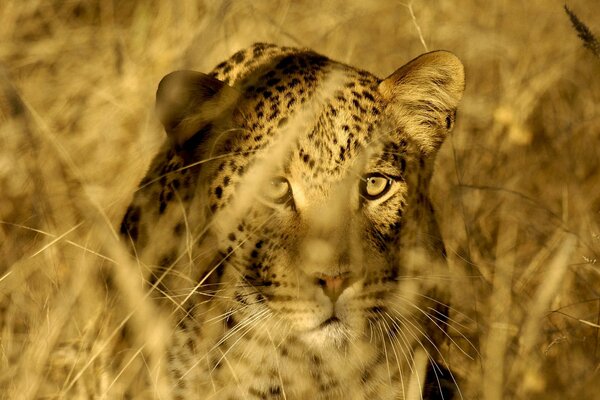 A leopard in the savannah is hiding in the stalks