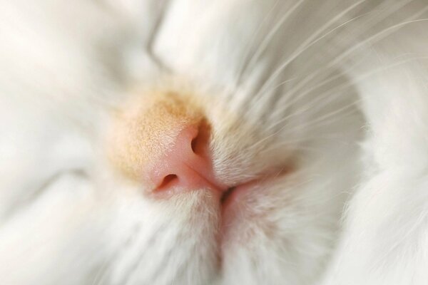 Gato blanco con nariz roja durmiendo