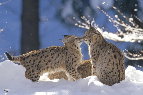 Spiel Trab im Schnee im Winterwald