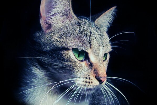 Katze mit grünen Augen und weichem Fell