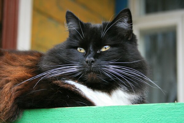 An adult cat with a long mustache. Happy cat