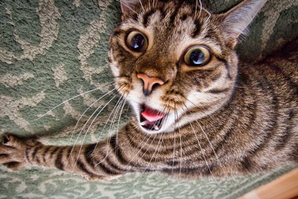 Bostezo de gato en todo su esplendor