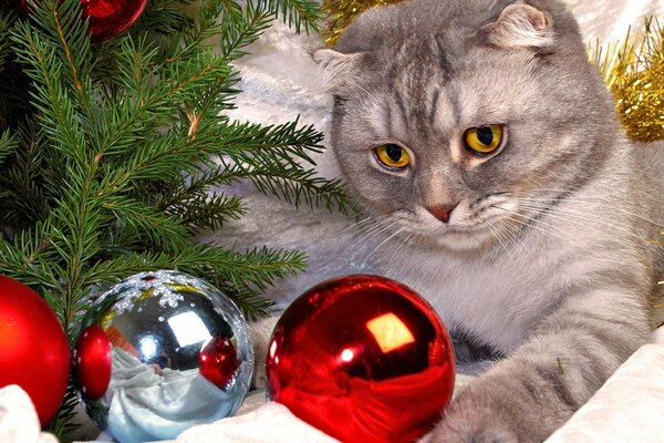 Weihnachtsstimmung mit Katze