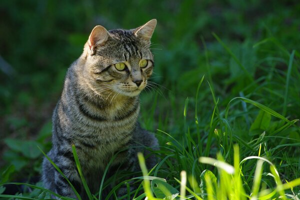 Katze mit grünen Augen im Gras, Katze auf der Wiese