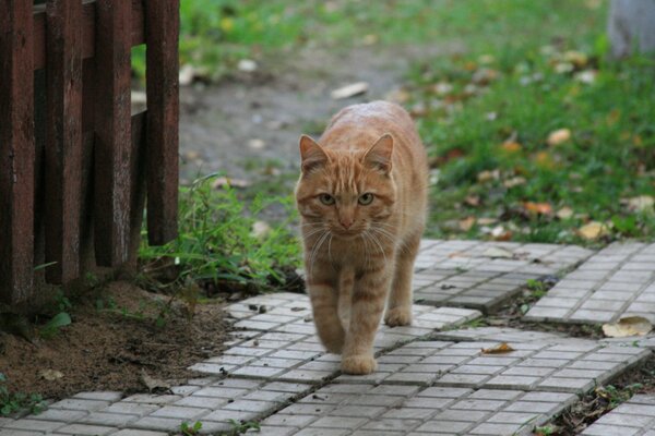 A red-haired cat walks on the tile by the fence