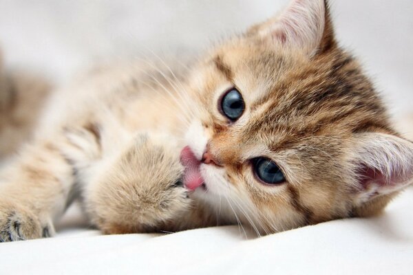 The kitten washes the paw with the tongue