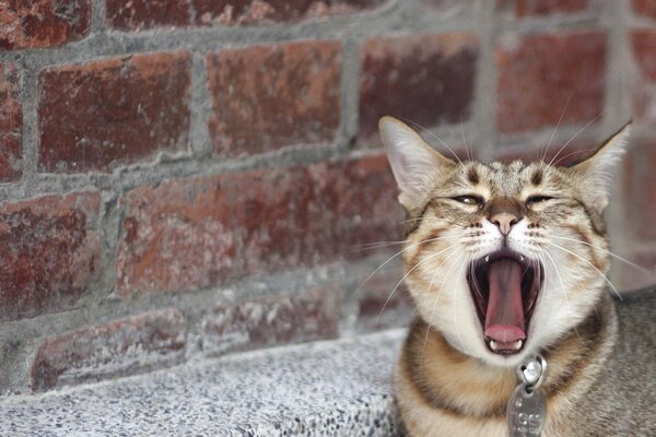A yawning cat and a brick wall