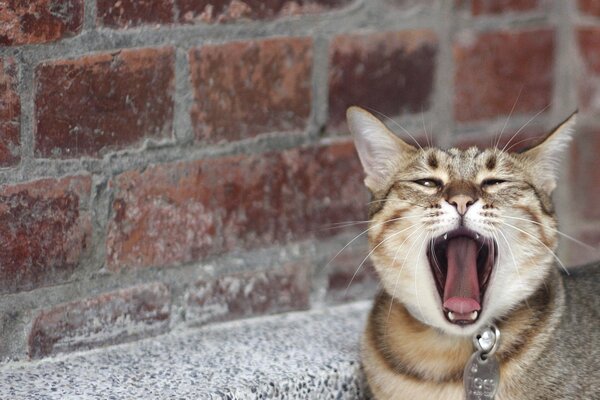 Gato bostezando y pared de ladrillo