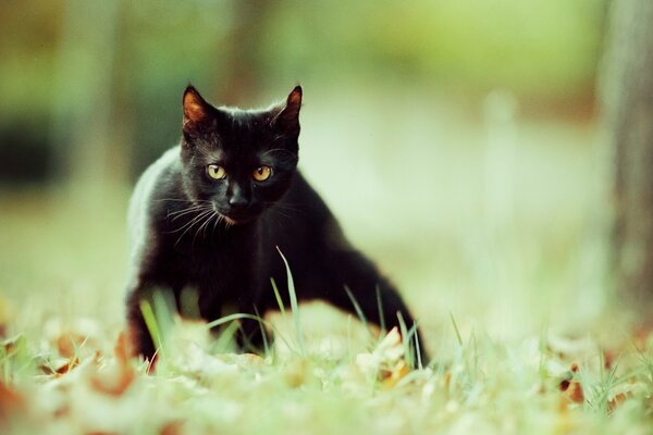 Gato negro con ojos amarillos de pie en el verde