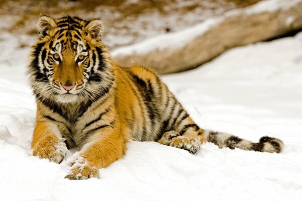 The tiger lies on the winter snow