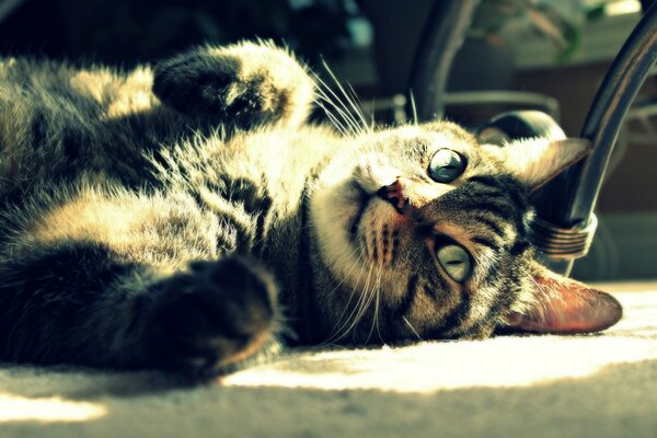 Au soleil, le chat se repose sur le ventre