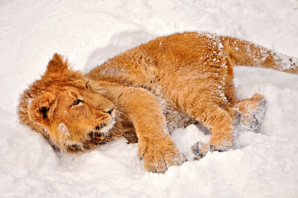 The lion cub is lying on the snow and playing