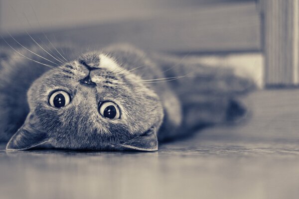 The playful look of a British cat