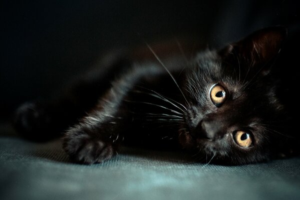 Hermoso gato negro descansa