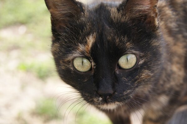 Chat trois couleurs ordinaire, apporte le bonheur