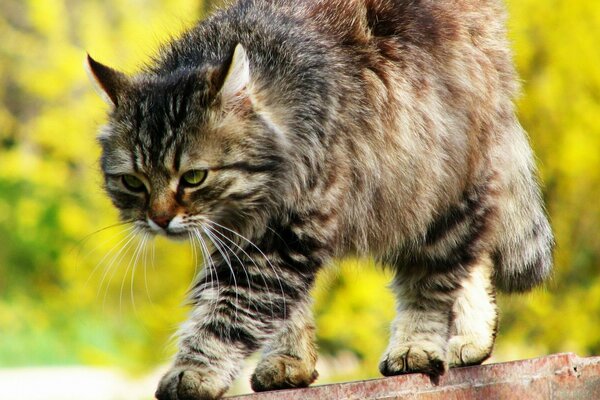 El gato se escabulle mientras persigue al ratón