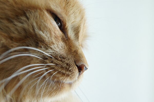 Ginger cat, looking away