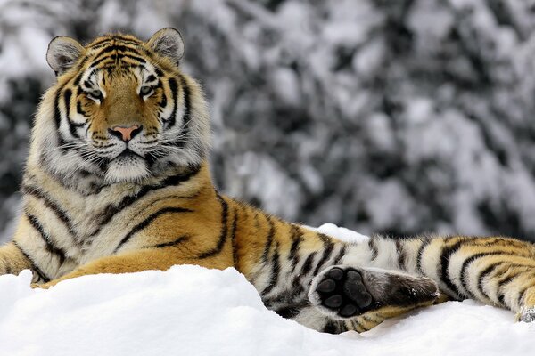 Noble tigre dans une congère de neige