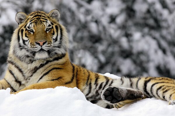Благородный тигр в сугробе снега
