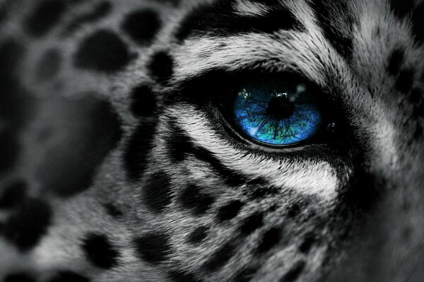 Foto de leopardo blanco y negro con ojo azul