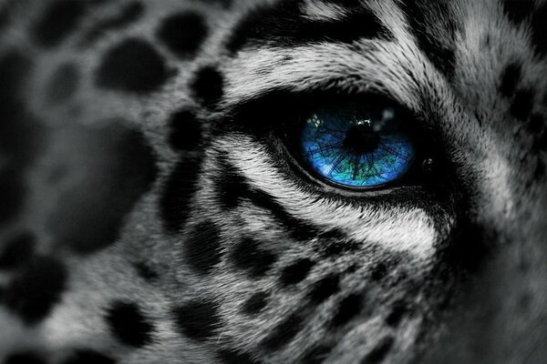 Черно белое фото леопарда с синим глазом
