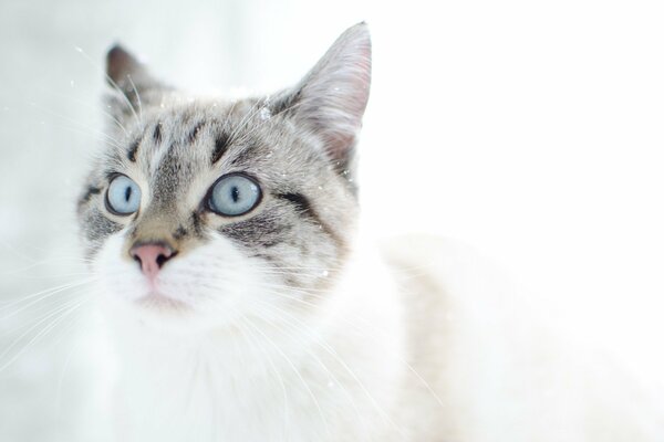 Grey cat with blue eyes