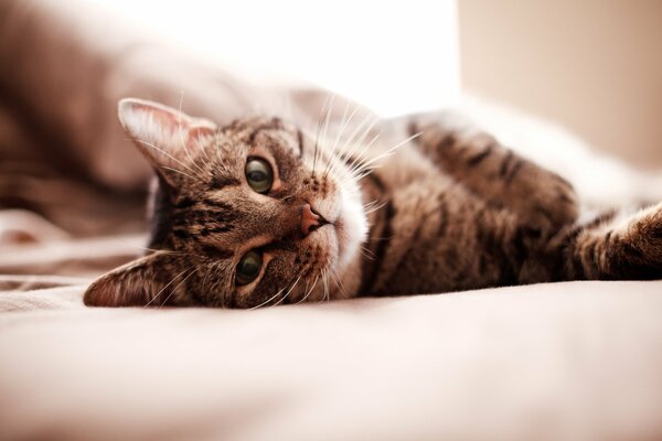 Eine gestreifte Katze schwelgt im Bett